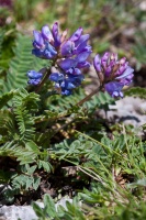 Oxytropis jacquinii Bunge