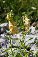 Digitalis lutea L.