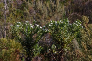 Osmitopsis, sp. indet.