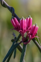 Microloma, sp. indet.