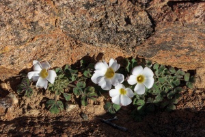 Oxalis, sp. indet. 1