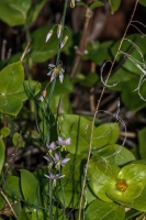 Heliophila, sp. indet.