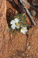 Oxalis, sp. indet. 2