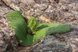 Massonia bifolia (Jacq.) J.C.Manning & Goldblatt