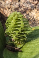 Massonia bifolia (Jacq.) J.C.Manning & Goldblatt