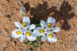 Moraea, sp. indet.