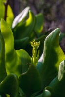 Tylecodon paniculatus (L.f.) Toelken