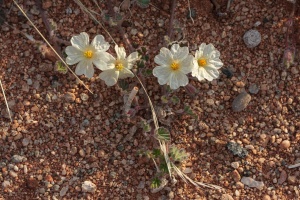 Monsonia parvifolia Schinz