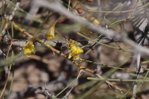 Parkinsonia africana Sond.