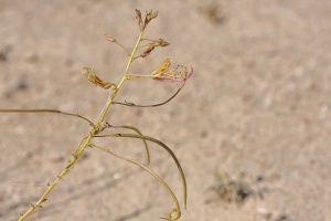 Cleome, sp. indet.