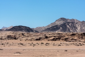 Welwitschia mirabilis