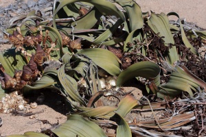 Welwitschia mirabilis