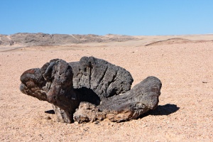 Welwitschia mirabilis