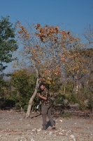 Combretaceae, sp. indet. 1