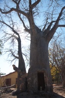 Adansonia digitata L.