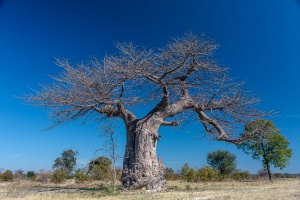 Adansonia digitata L.