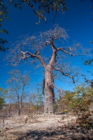 Adansonia digitata L.