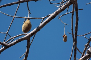 Adansonia digitata L.