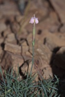 Dianthus, sp. indet.