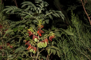 Melianthus comosus Vahl