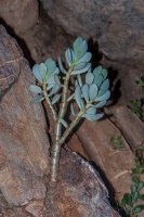 Cotyledon, sp. indet. 1