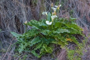 Zantedeschia, sp. indet.