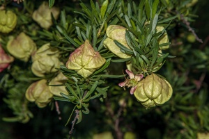 Nymania capensis (Thunb.) Lindb.