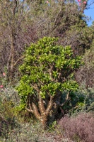 Tylecodon paniculatus (L.f.) Toelken