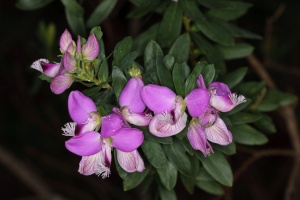 Polygala, sp. indet.