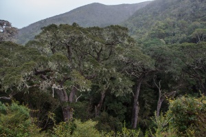 Podocarpus, sp. indet.