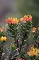 Leucospermum, sp. indet. 1