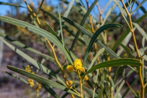 Leucadendron, sp. indet. 2