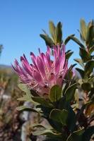 Protea, sp. indet. 5