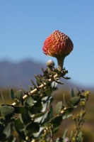 Leucospermum, sp. indet. 2