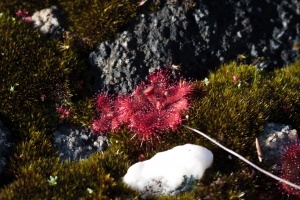 Drosera, sp. indet. 2