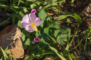 Oxalis, sp. indet. 3