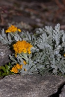 Senecio incanus L.