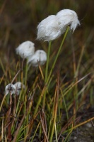 Eriophorum scheuchzeri Hoppe