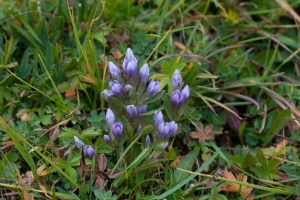 Gentianella ramosa (Hegetschweiler) Holub