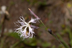 Dianthus superbus L.