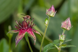 Potentilla palustris (L.) Scop. (Comaret)