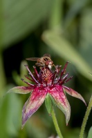 Potentilla palustris (L.) Scop. (Comaret)