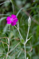 Silene coronaria (L.) Clairv. (Coquelourde)