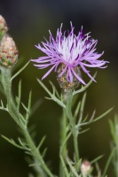 Centaurea valesiaca (DC) Jordan