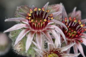 Sempervivum tectorum L.