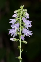 Campanula bononiensis L.