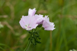 Malva moschata L.