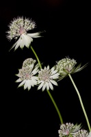 Astrantia major L.