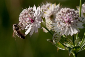 Astrantia major L.