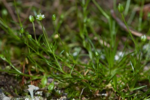 Sagina saginoides (L.) Karsten